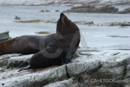 Seal animal new zealand rock water.