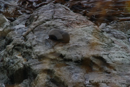 Seal animal rock south island new zealand.