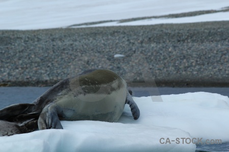 Seal antarctica cruise sea ice water.
