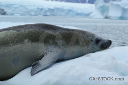 Seal bellingshausen sea antarctica cruise water ice.