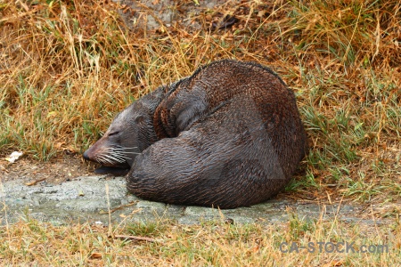 Seal grass sleep whisker animal.