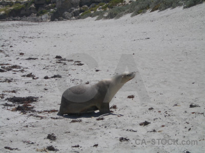Seal gray animal.