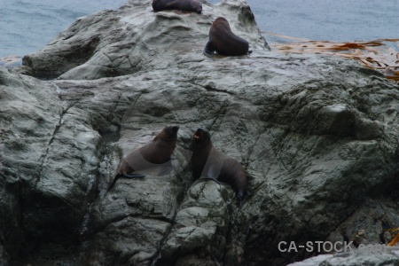 Seal new zealand animal sea rock.