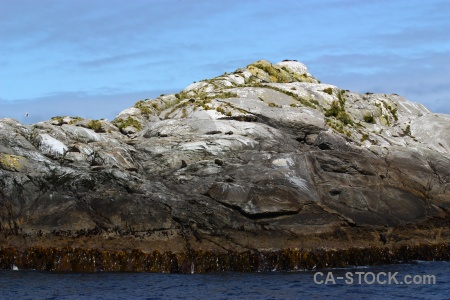 Seal new zealand sound fiordland south island.