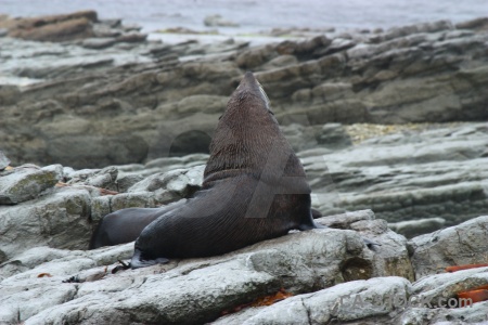 Seal south island animal new zealand water.