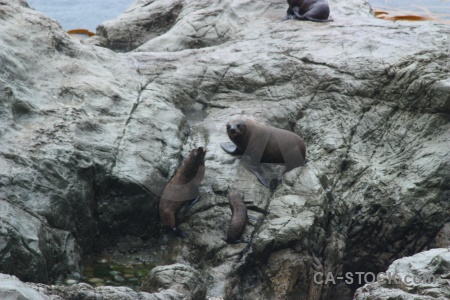 Seal south island new zealand rock animal.