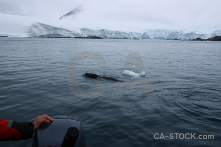 Seal water leopard seal antarctica snow.