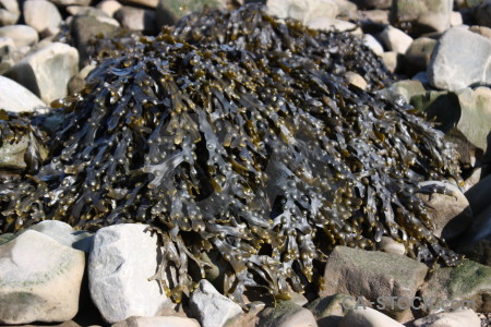 Seaweed stone.