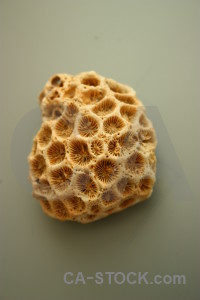 Shell brown orange coral.