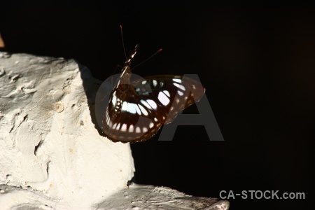 Siem reap animal kbal spean southeast asia moth.