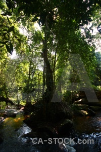 Siem reap cambodia river rock tree.