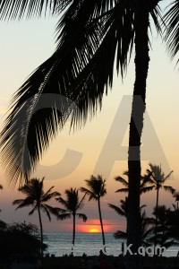 Silhouette sunset palm tree sunrise sky.