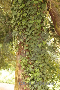 Single green brown tree.
