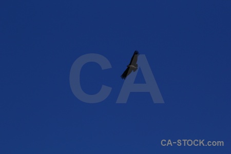 Sky altitude south america bird condor.