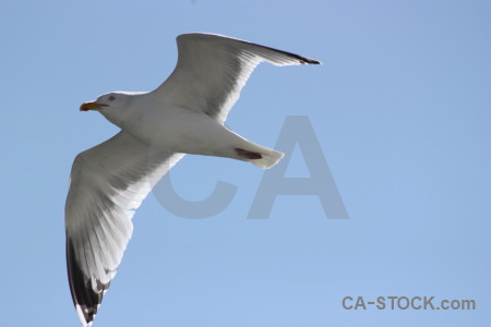 Sky animal seagull bird flying.