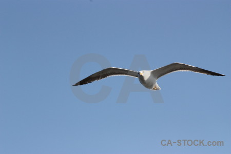 Sky bird animal flying.