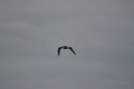 Sky bird flying animal gray.
