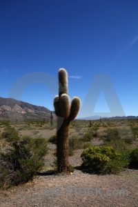 Sky cactus south america mountain salta tour 2.