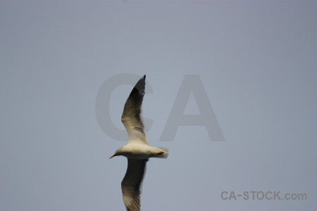 Sky flying animal bird seagull.