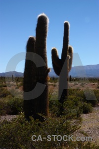 Sky landscape south america plant cactus.