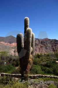 Sky mountain cactus quebrada de humahuaca landscape.