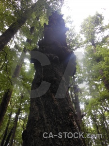 Sky new zealand tree south island forest.