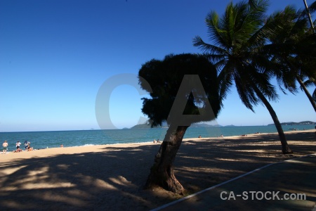 Sky palm tree person sea beach.