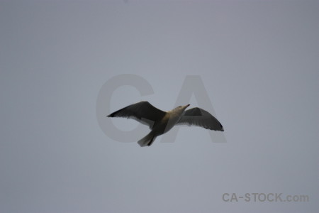 Sky seagull animal bird flying.