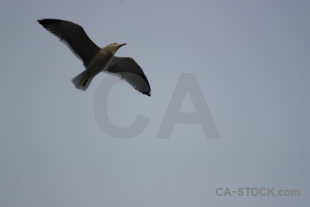 Sky seagull animal bird flying.