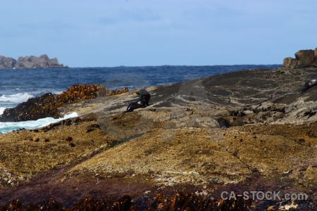 Sky sound seal fiord south island.