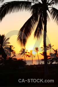 Sky sunset single palm tree sunrise.