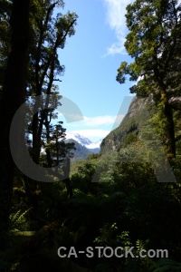 Sky tree cloud south island forest.