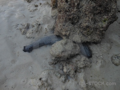 Slug the island ko phi leh sea cucumber sand.