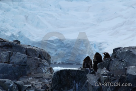 Snow antarctica cruise south pole rock antarctic peninsula.