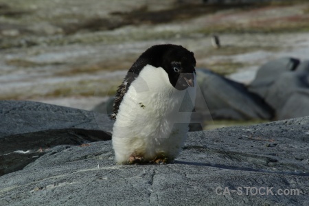 Snow antarctica day 8 petermann island penguin.