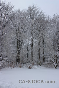 Snow gray winter.