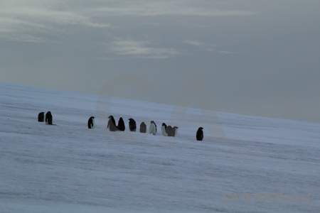 Snow marguerite bay millerand island south pole antarctica.