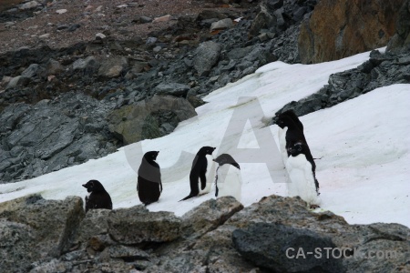 Snow south pole antarctica cruise square bay animal.