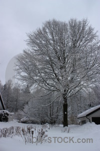 Snow tree winter single.