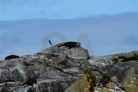 Sound bird fiordland sky seal.