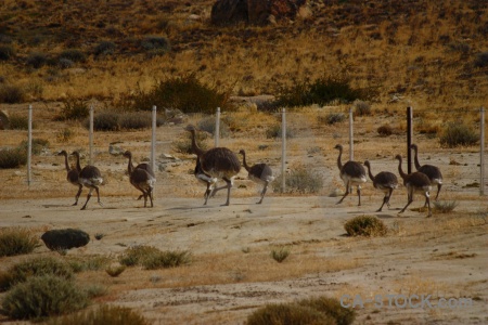 South america argentina fence emu patagonia.
