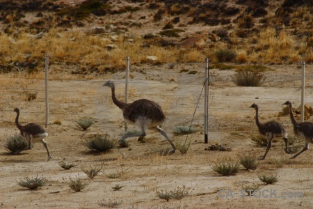 South america argentina patagonia rhea emu.