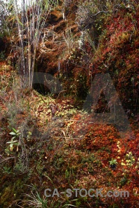 South america inca trail moss peru andes.