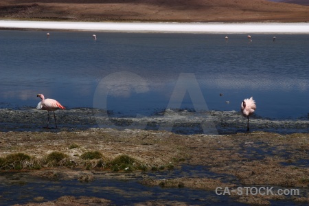 South america laguna canapa water flamingo salt lake.