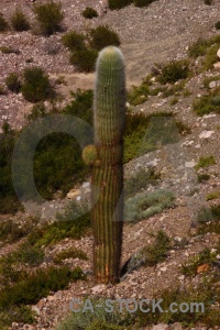 South america plant salta tour argentina cactus.