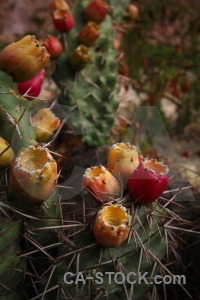 South america salta tour flower argentina cactus.