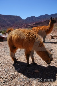 South america stone llama mountain animal.