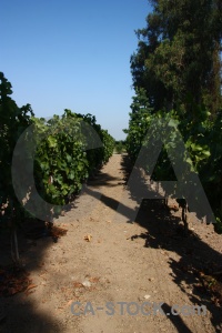 South america winery santiago vineyard vine.