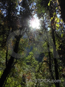 South asia annapurna sanctuary trek tree sun forest.