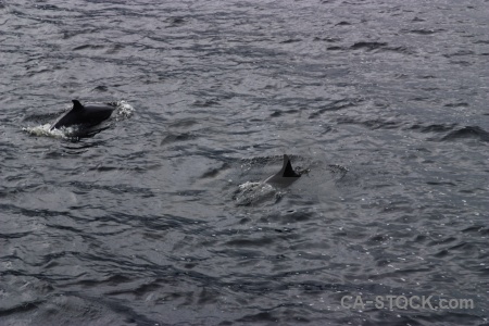 South island animal doubtful sound fin dolphin.